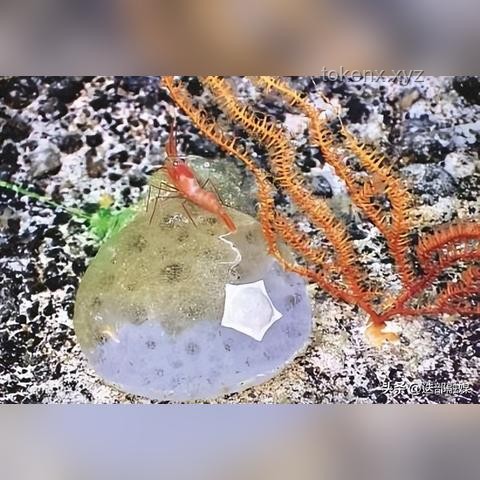海百合：一朵自由的奇葩，深海生态的奇妙探索